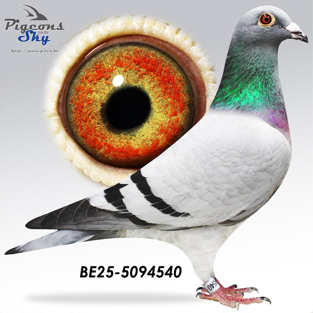 BE25-5094540