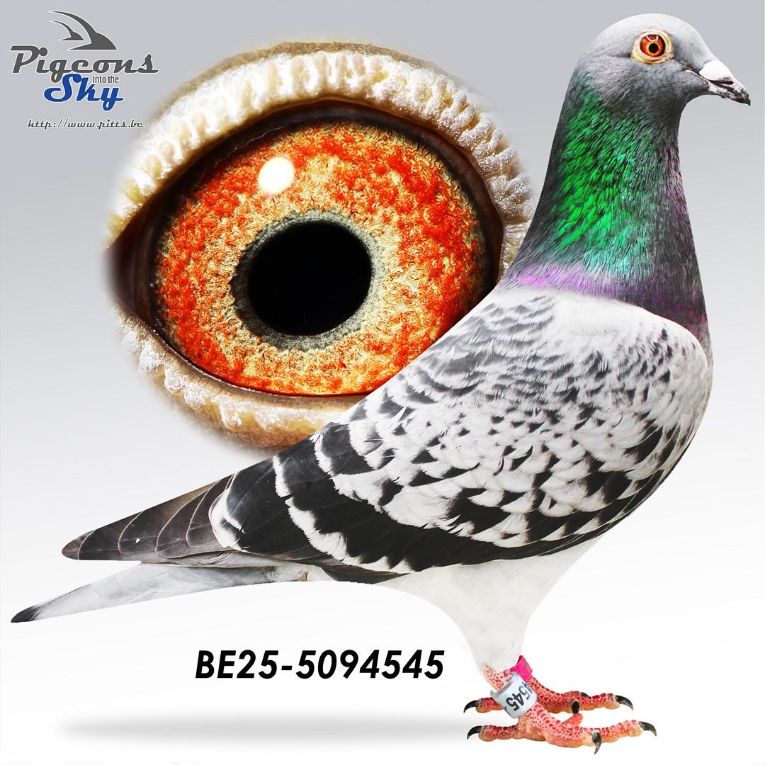 BE25-5094545