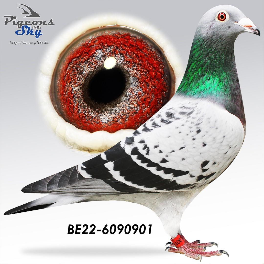 BE22-6090901