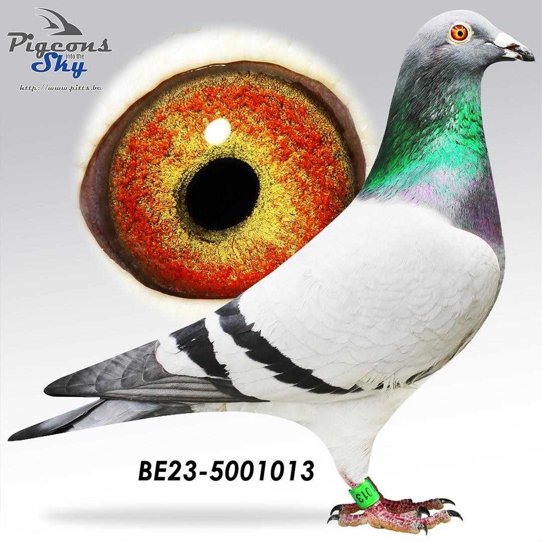 BE23-5001013