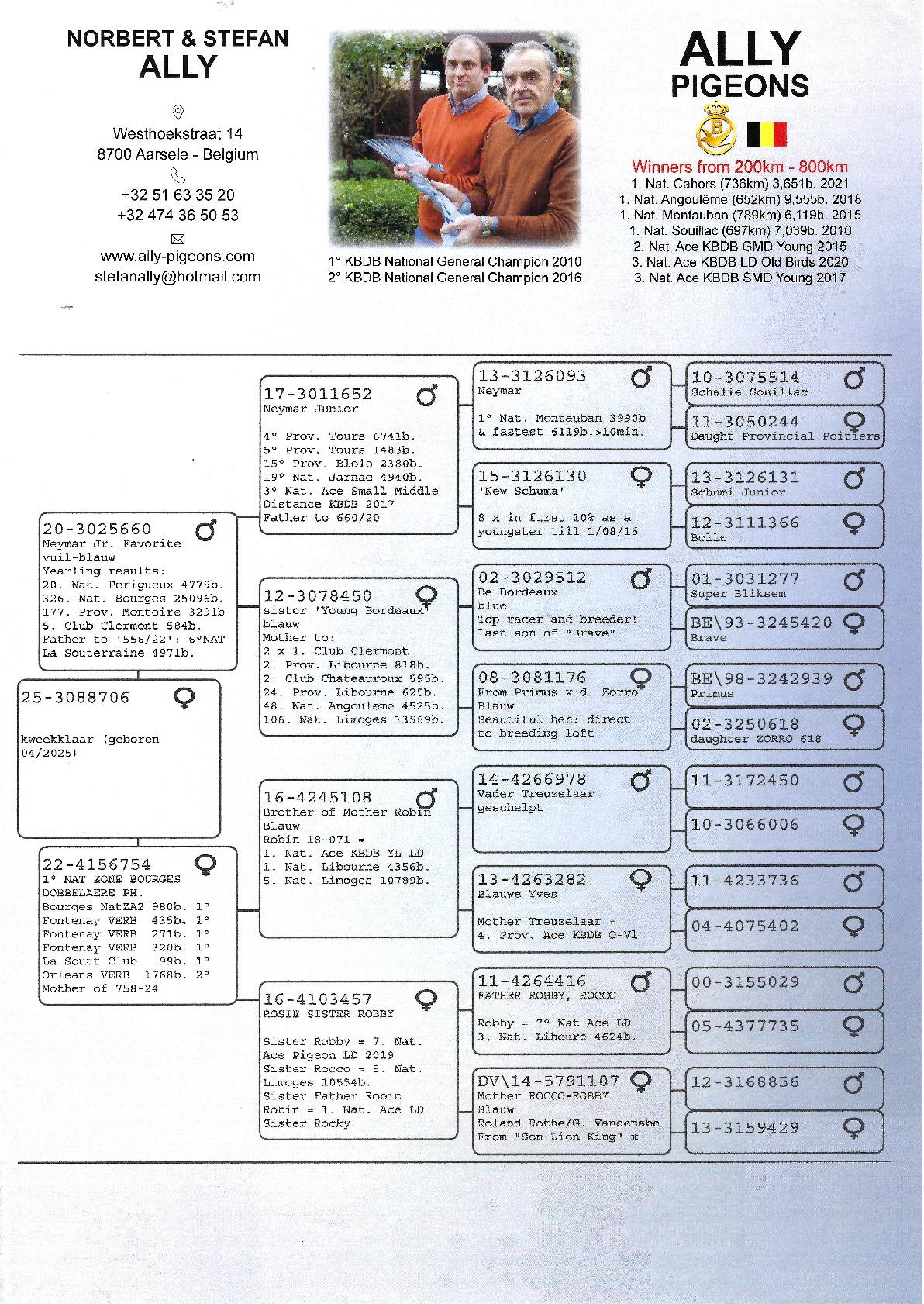 schenking Ruiselede Ally - duivin kweekklaar
