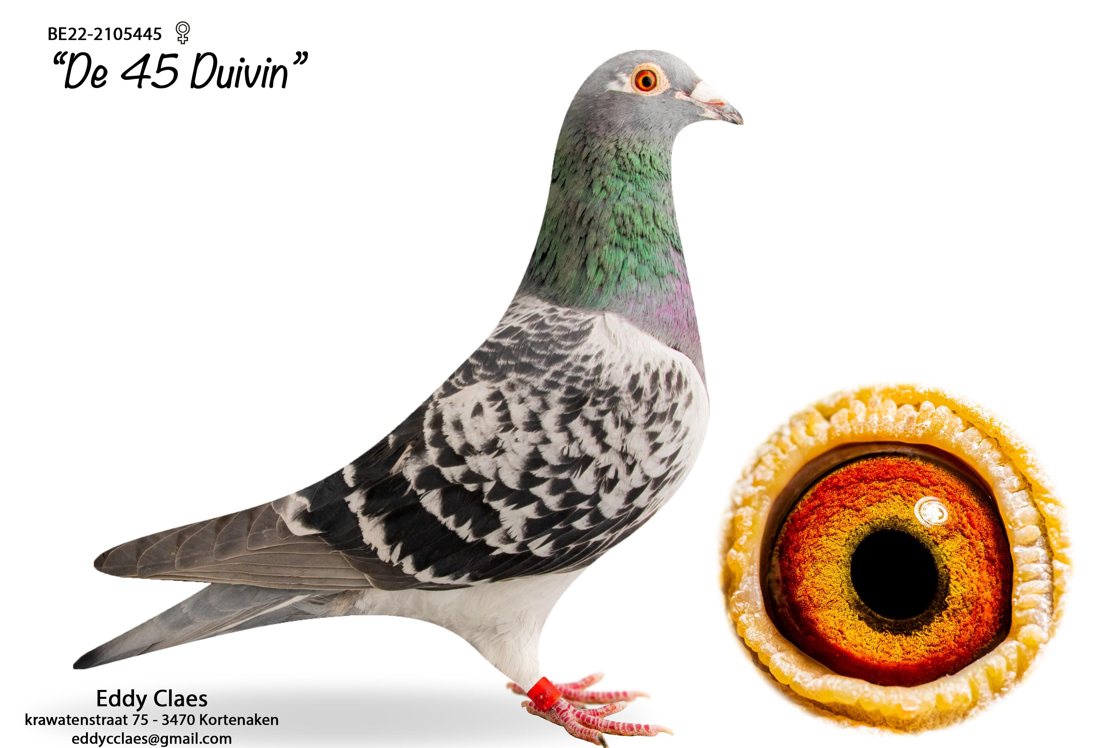 De 45 Duivin BE22-2105445