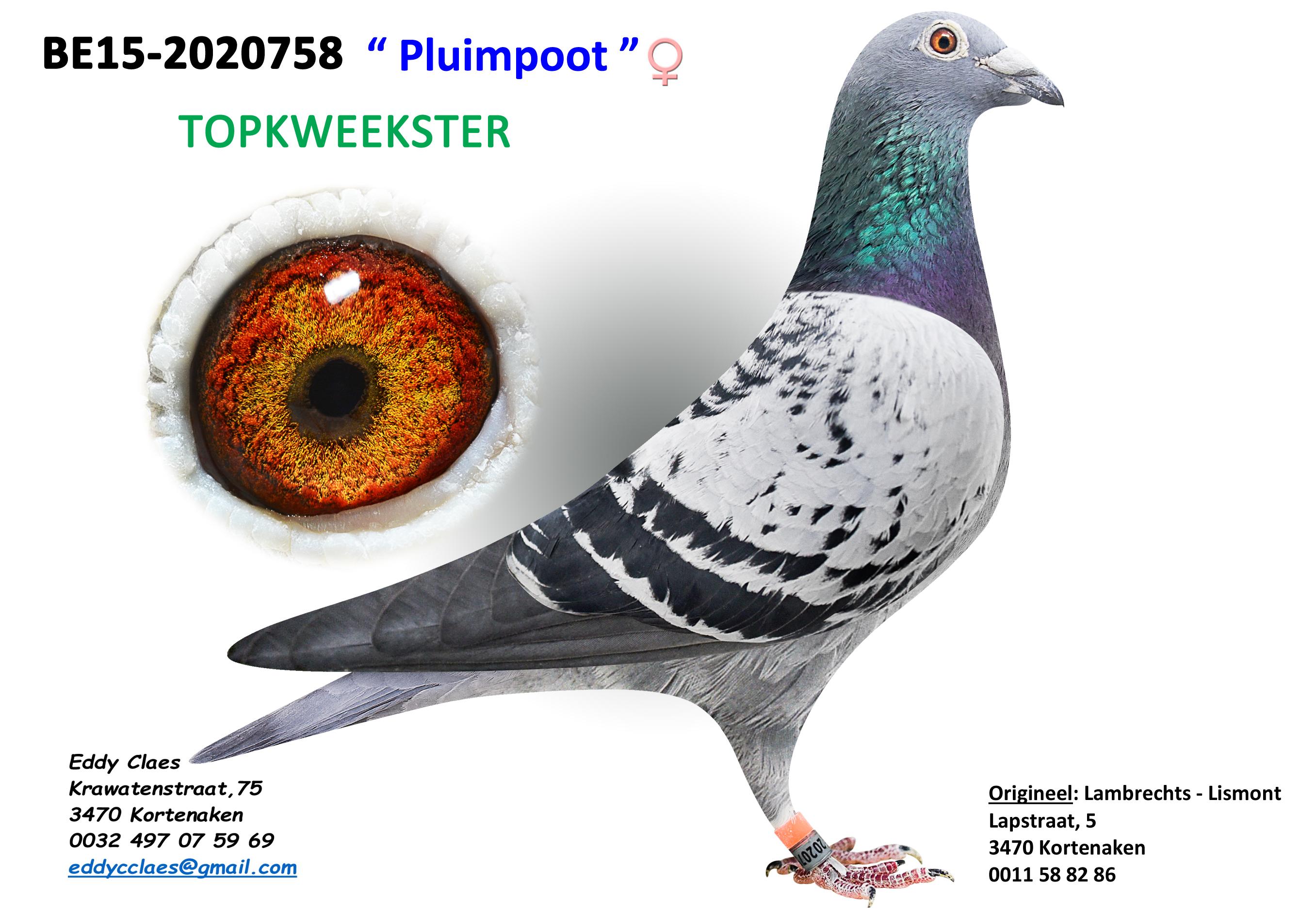 Pluimpoot 2020758-15