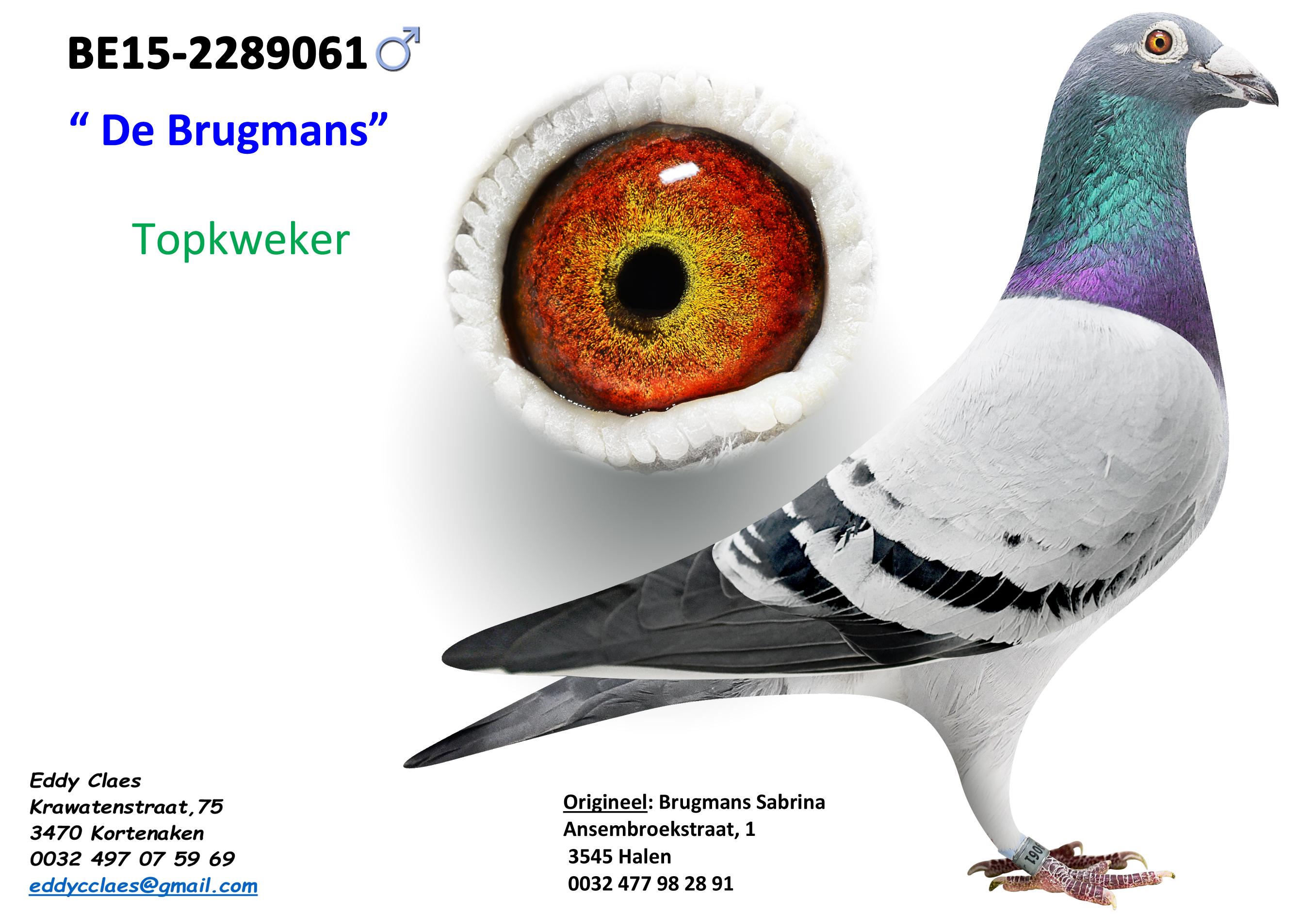 De Brugmans 2289061-15