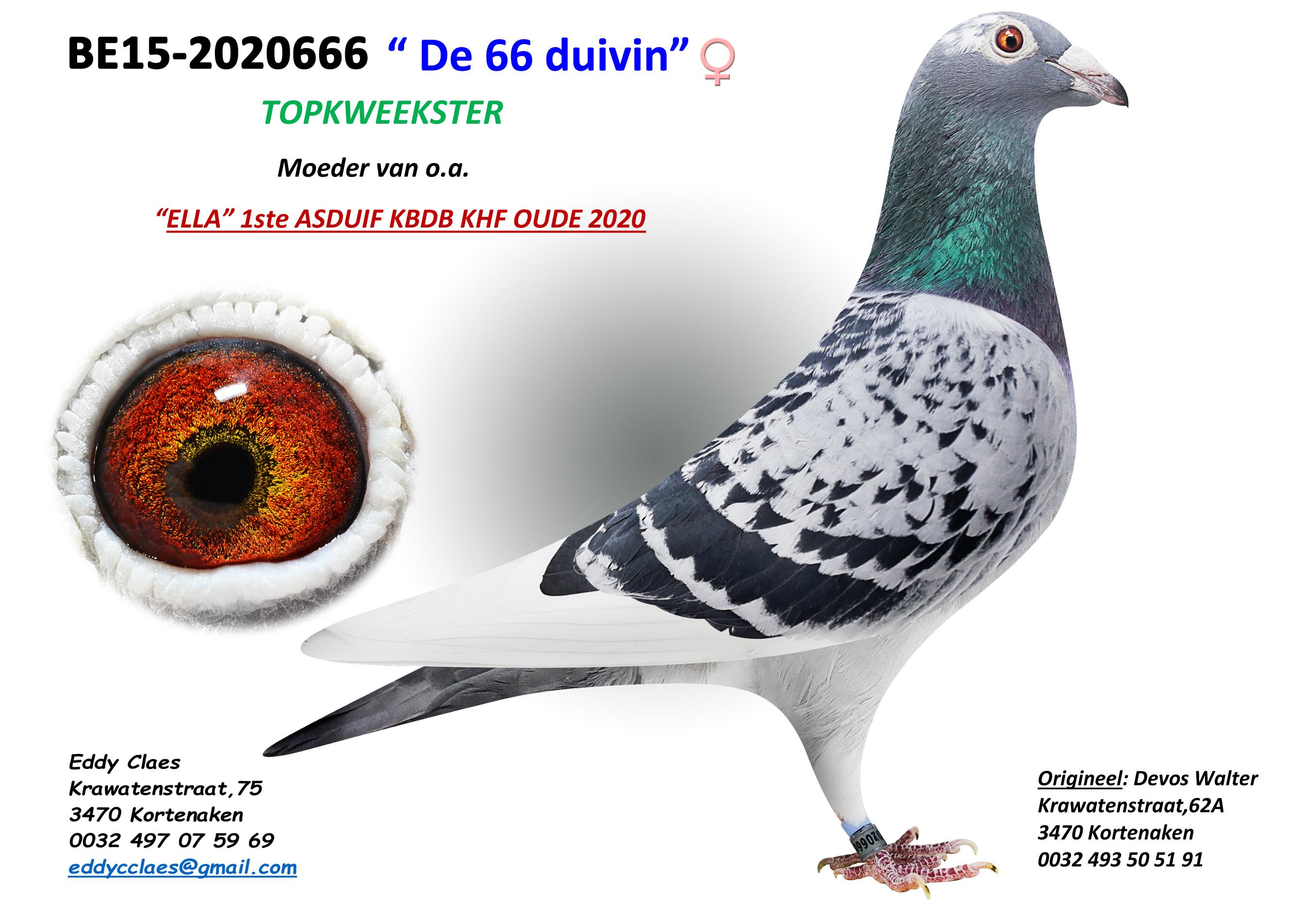 De 66 Duivin 2020666-15