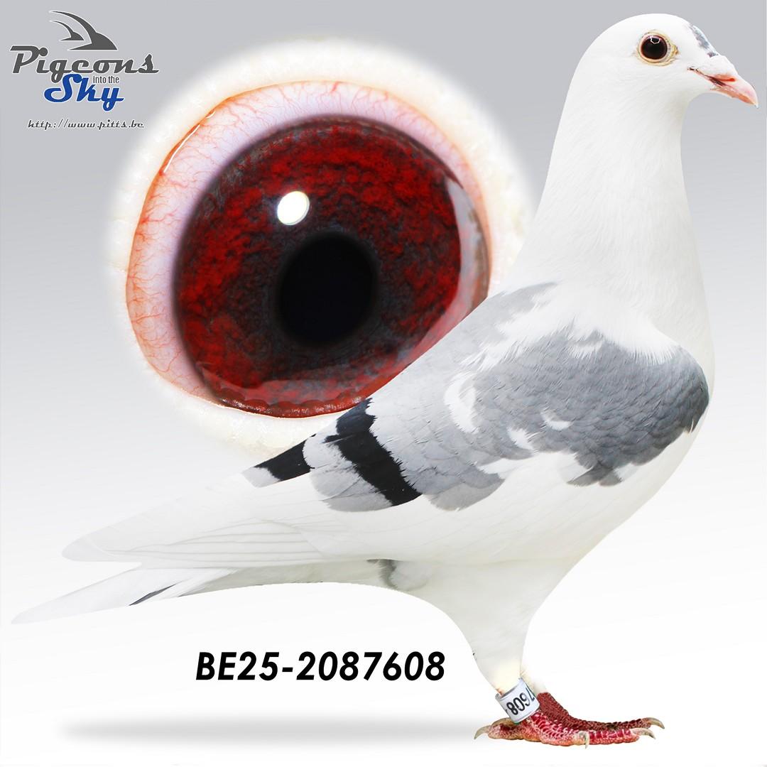 BE25-2087608