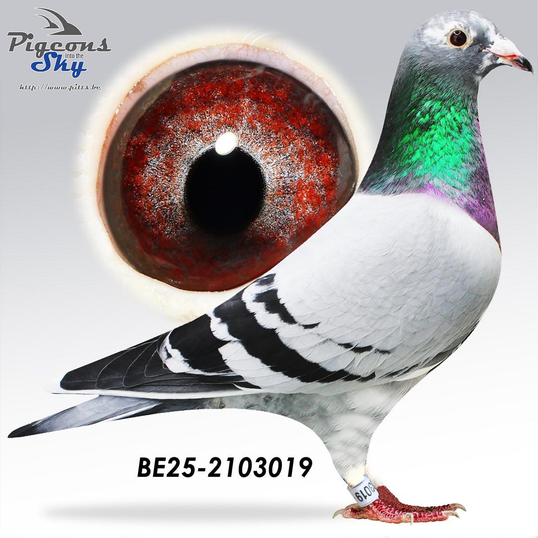 BE25-2103019