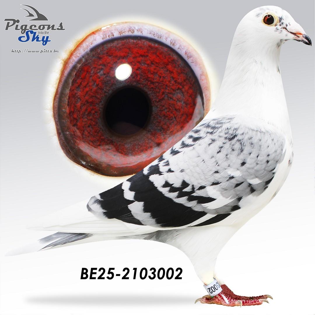 BE25-2103002