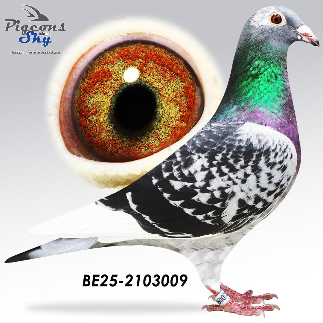 BE25-2103009