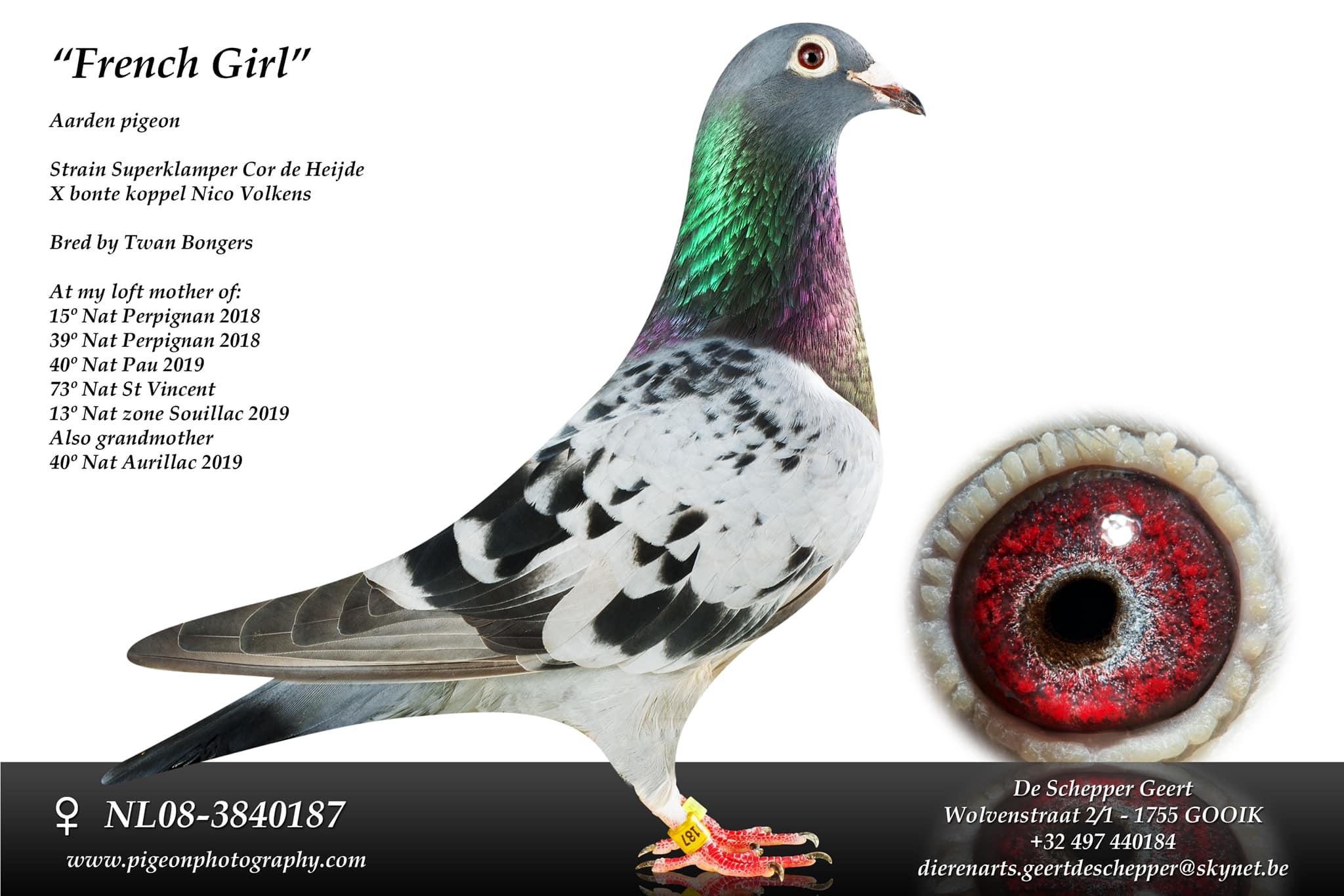 French Girl NL08-3840187