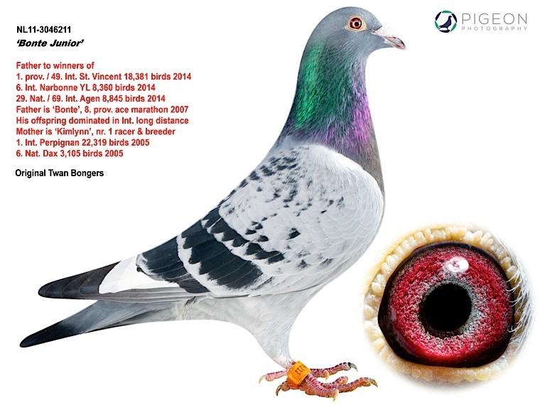 Bonte Junior NL11-3046211