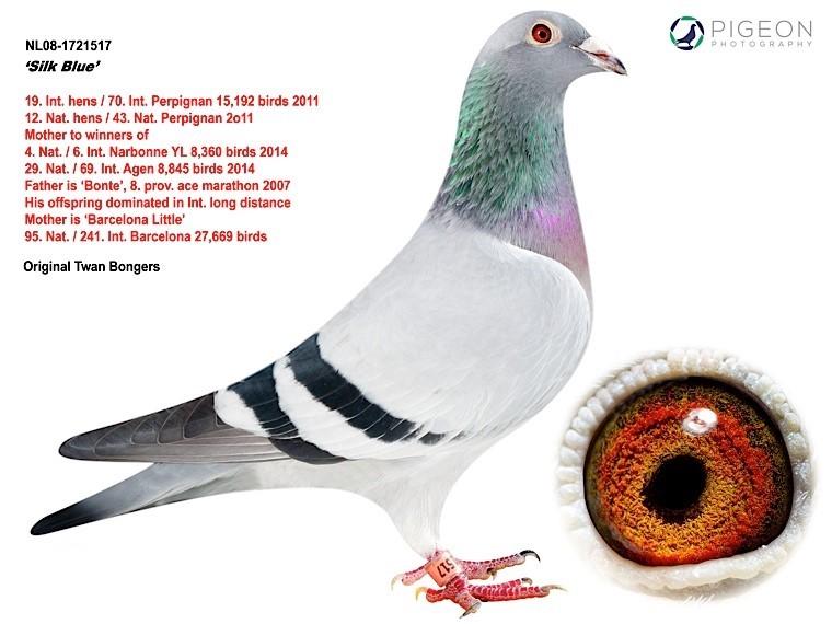 Silk Blue NL08-1721517