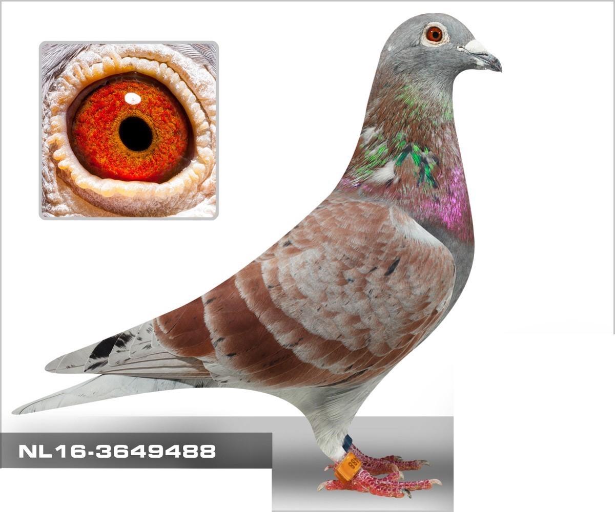 RED MARATHON NL16-3649488