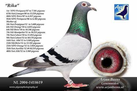 RIKA Beens Jellema 04-1418619