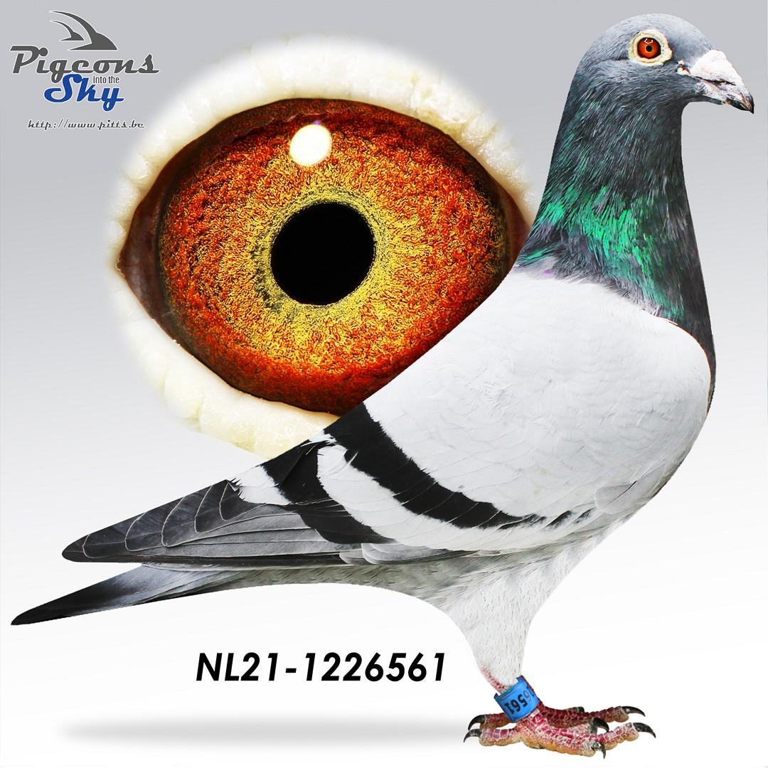 NL21-1226561