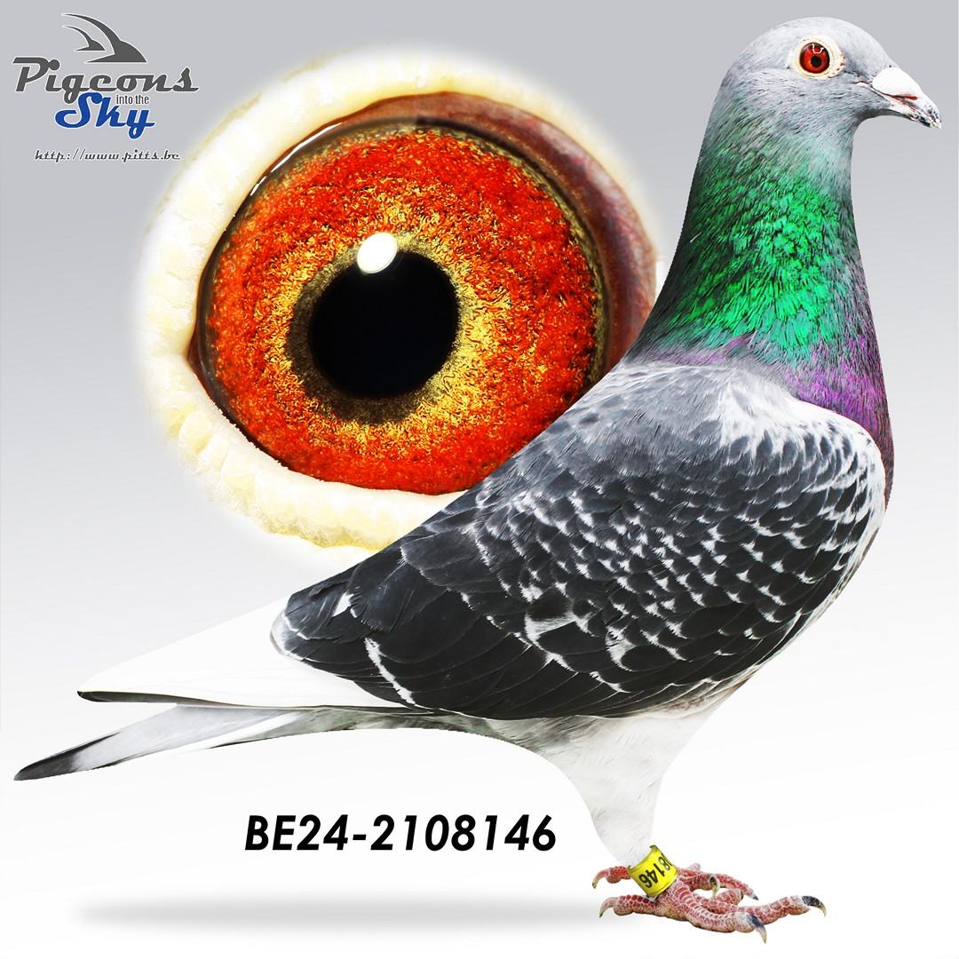 BE24-2108146