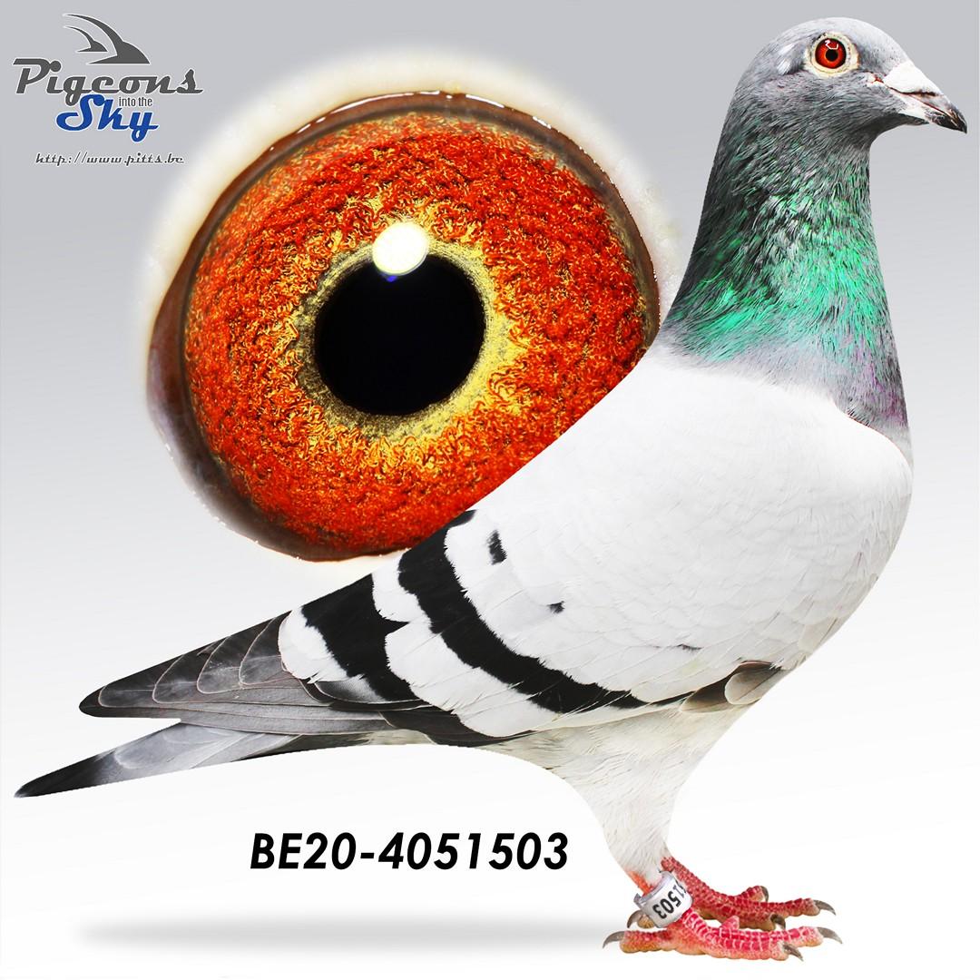 BE20-4051503