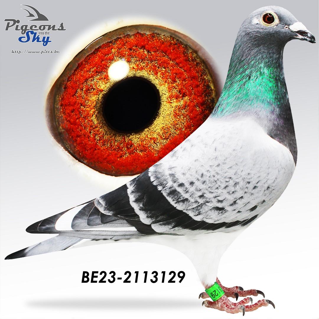 BE23-2113129