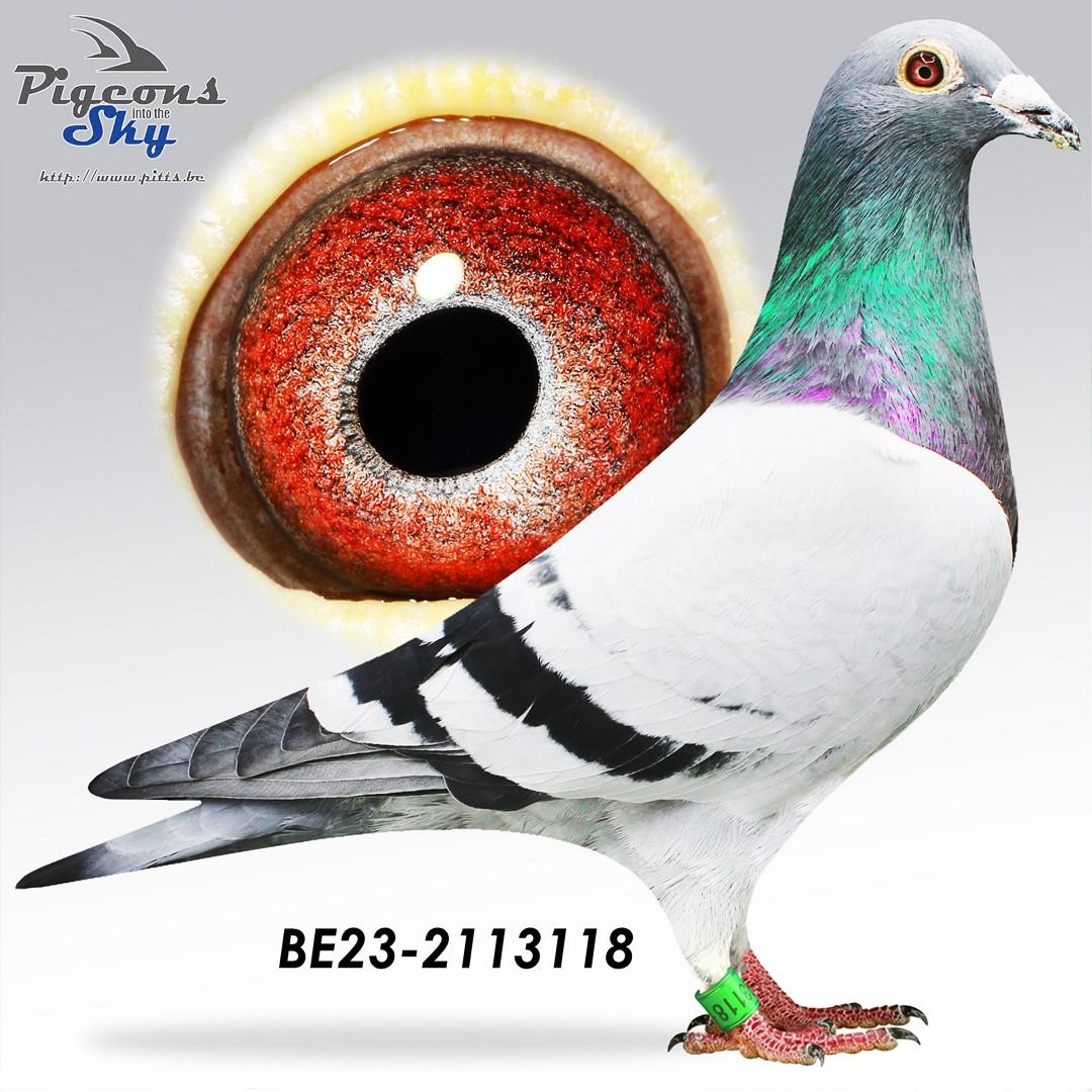 BE23-2113118