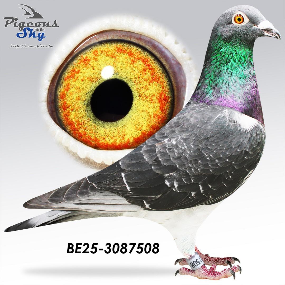 BE25-3087508