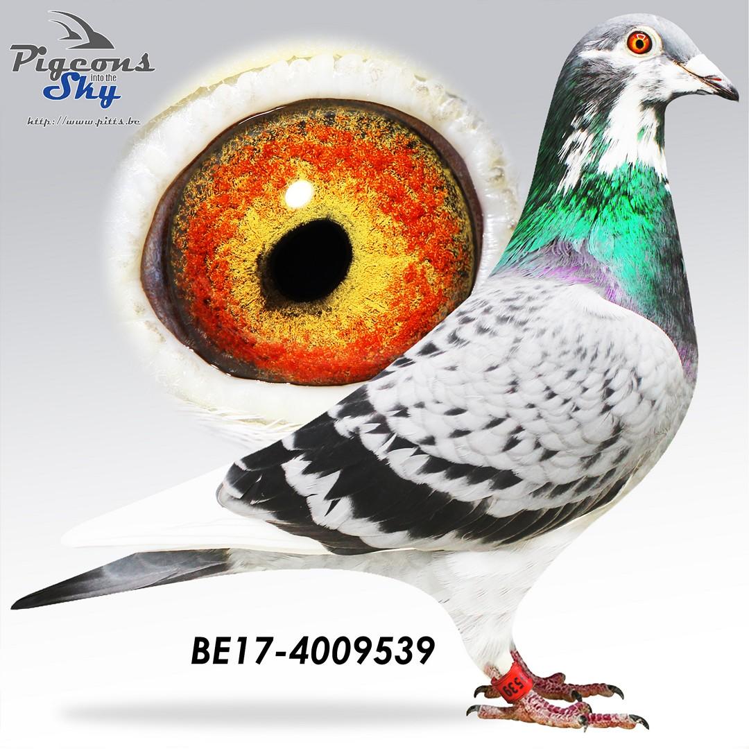BE17-4009539