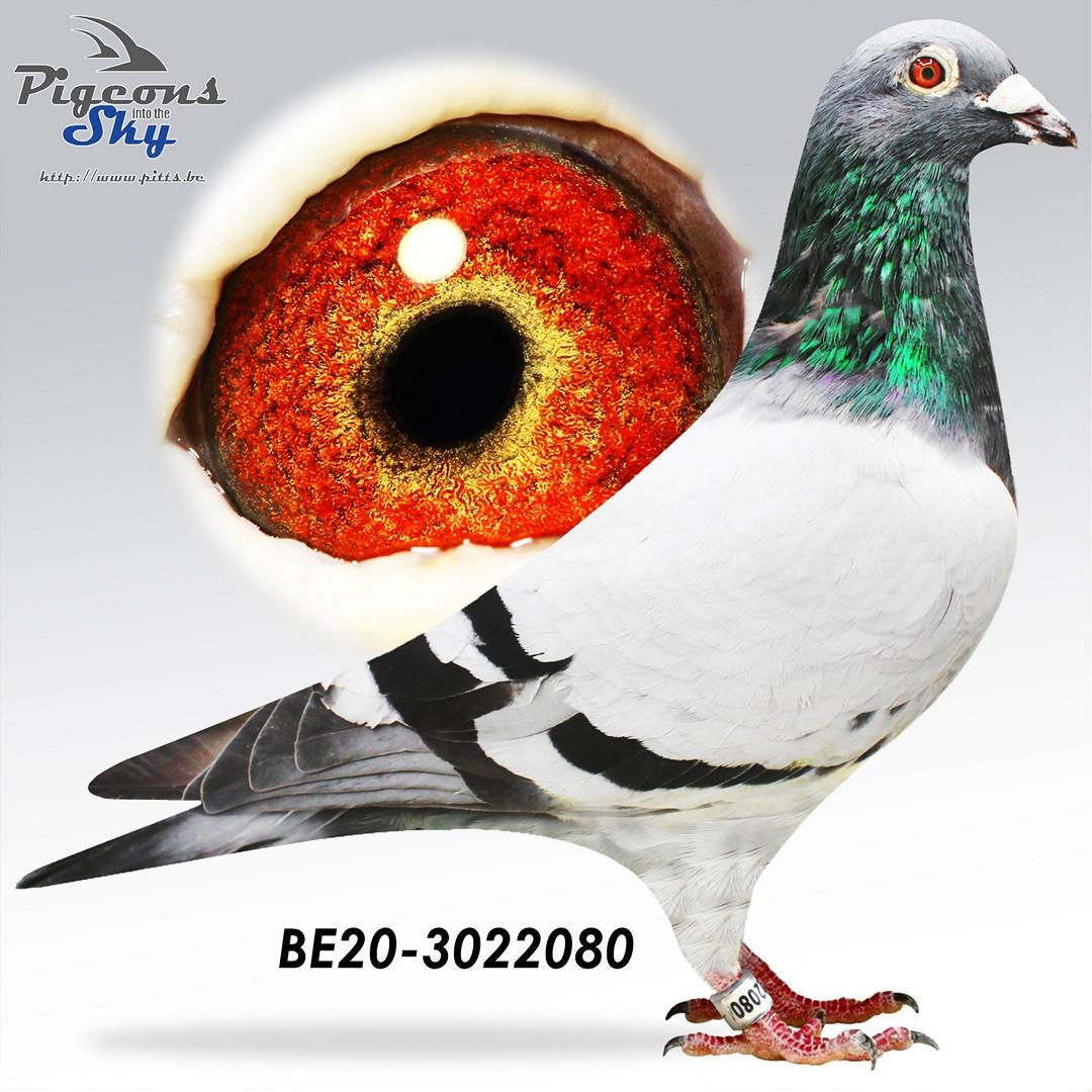 BE20-3022080
