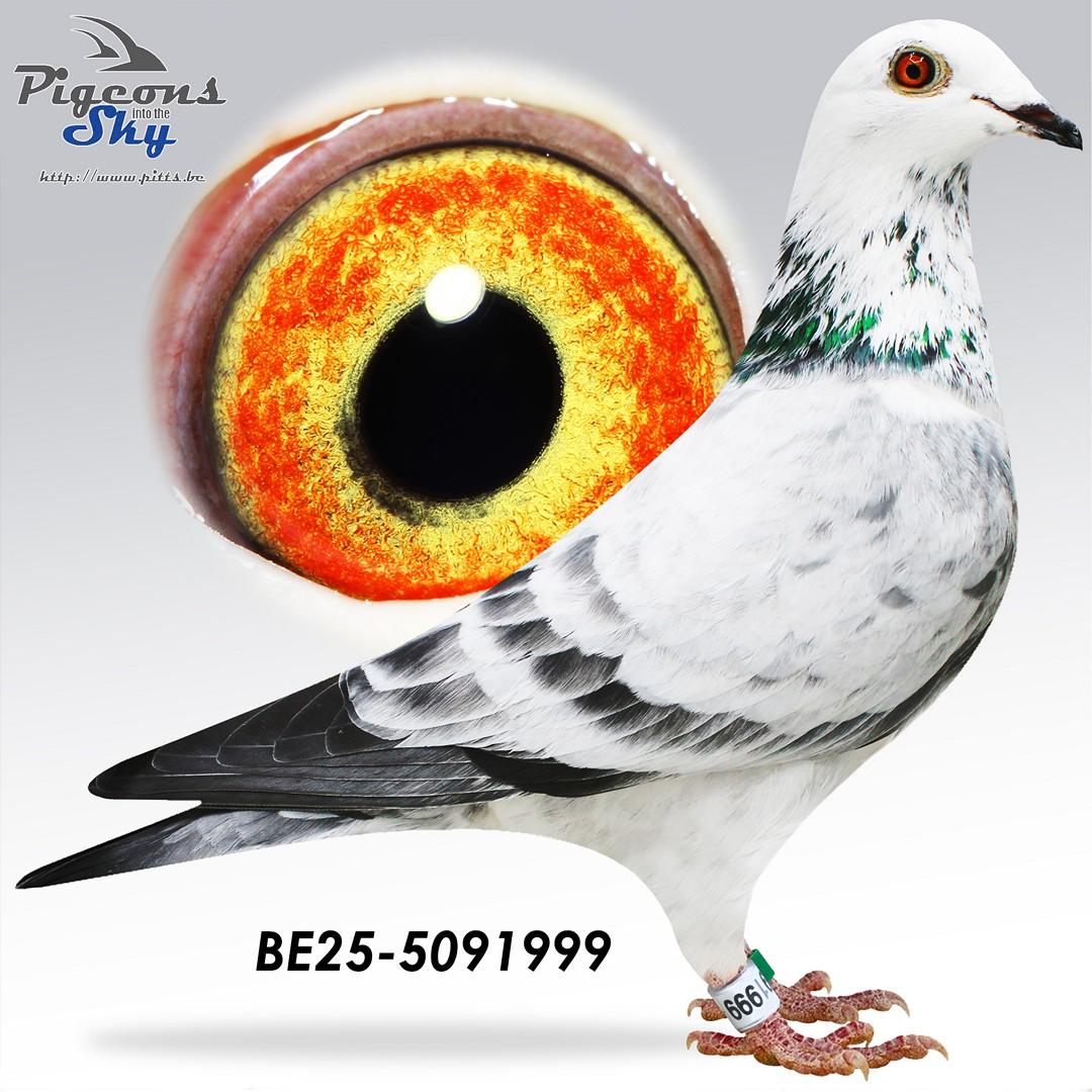 BE25-5091999
