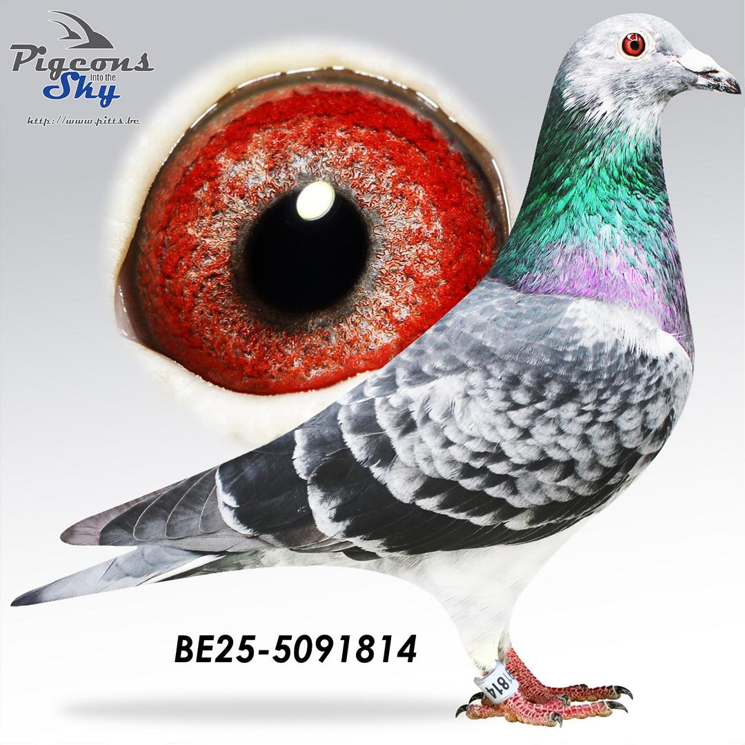 BE25-5091814