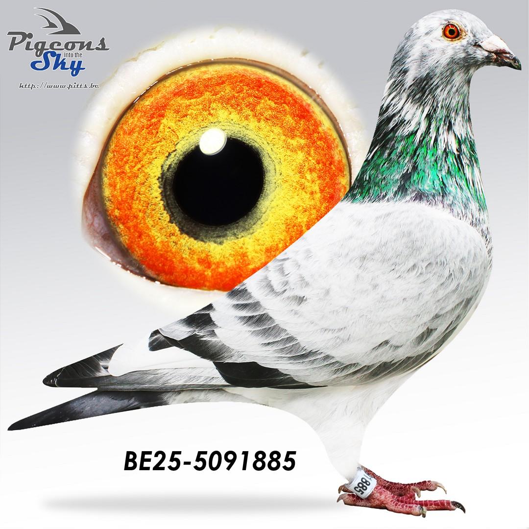 BE25-5091885