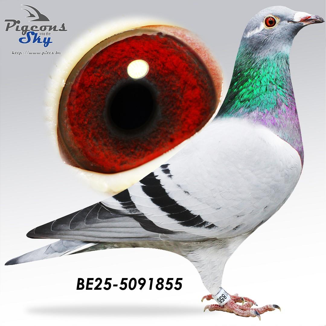 BE25-5091855