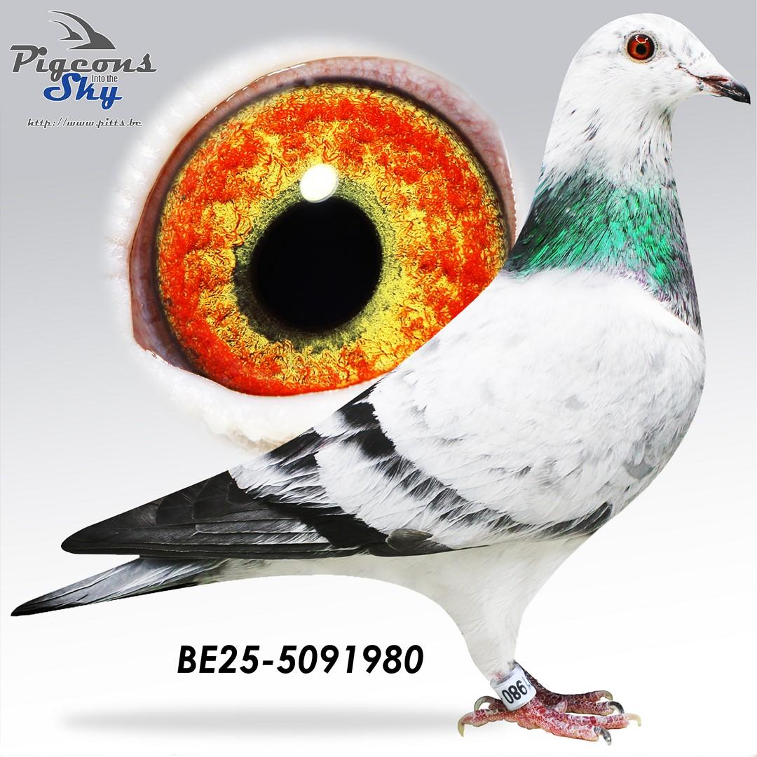 BE25-5091980