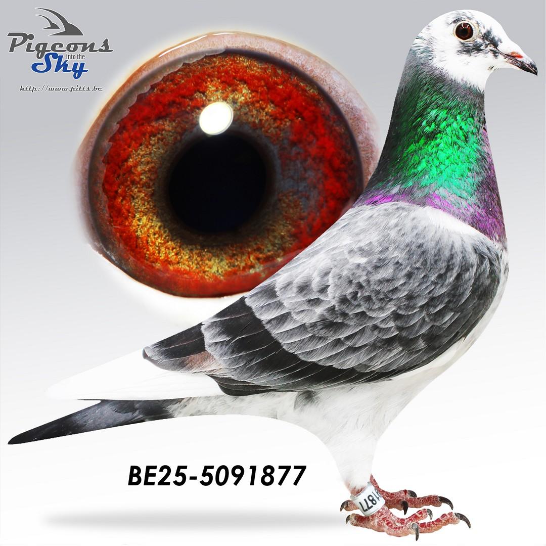 BE25-5091877