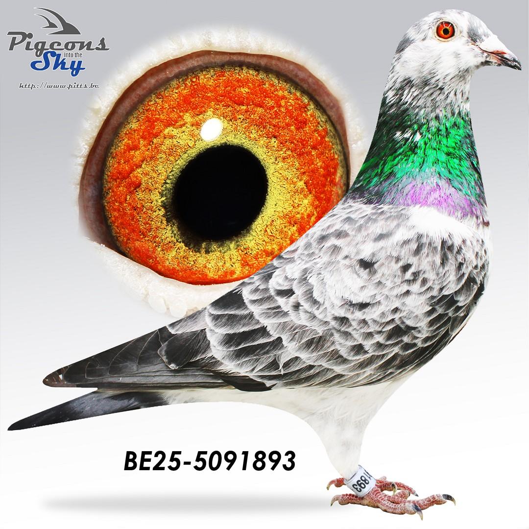 BE25-5091893