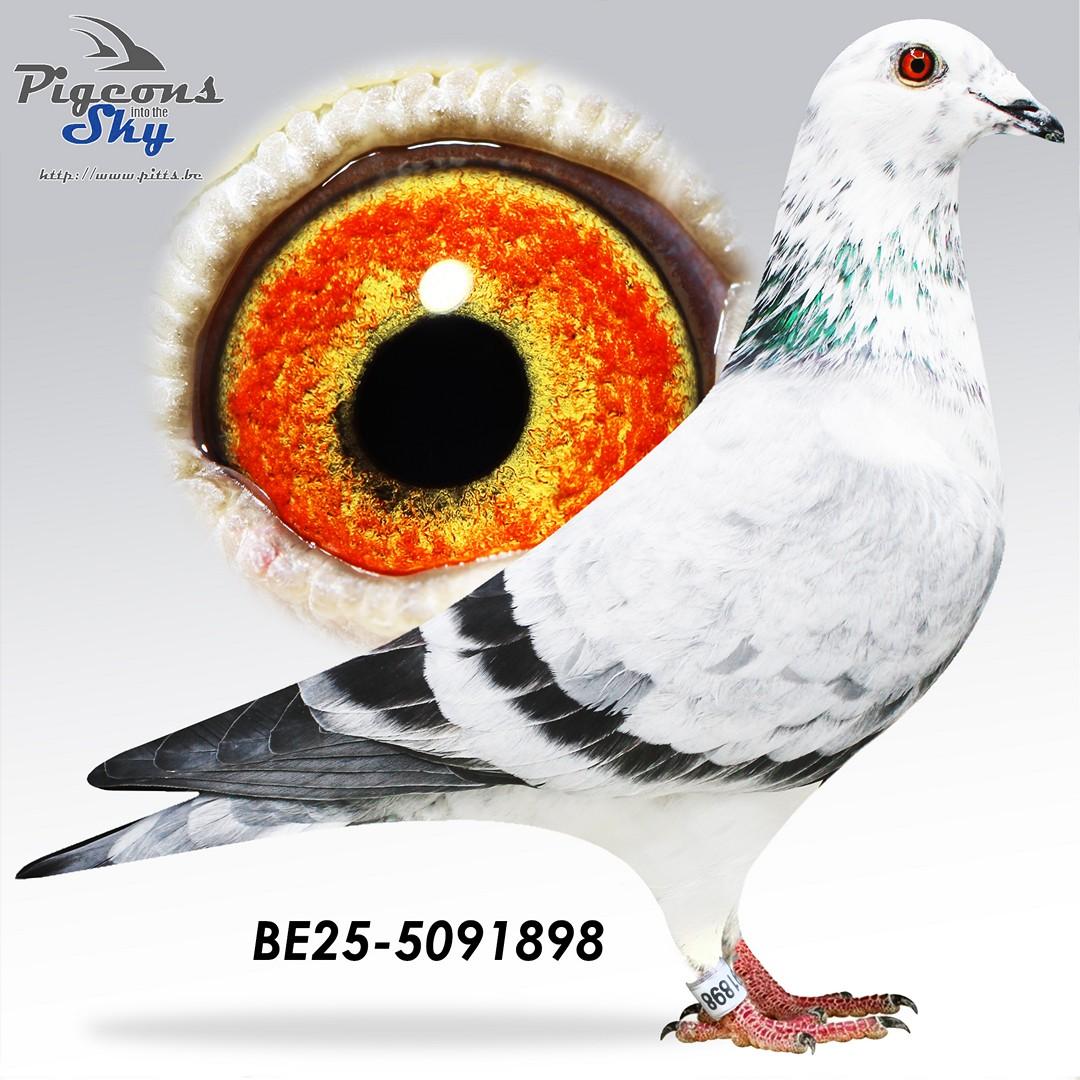 BE25-5091898