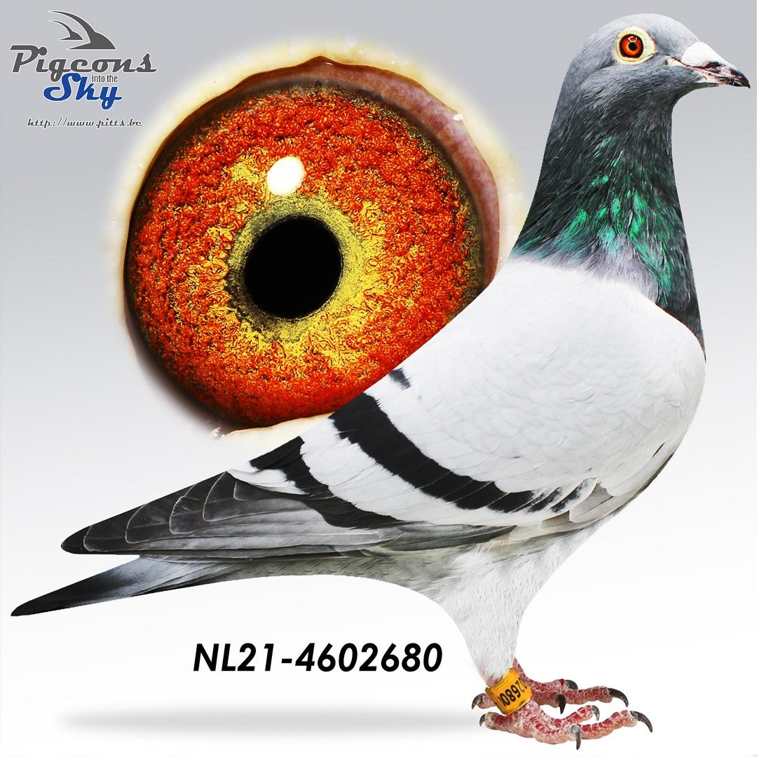NL21-4602680