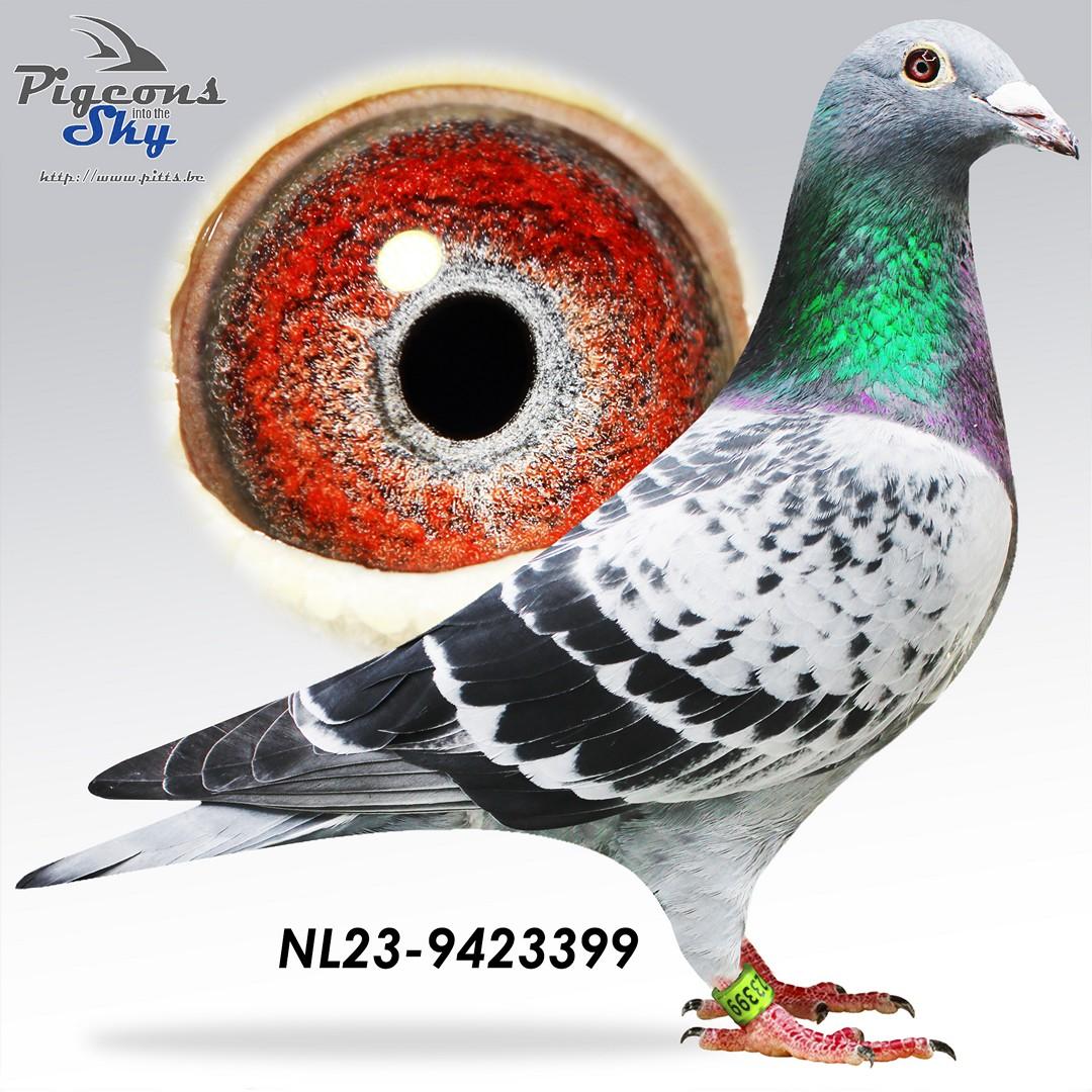 NL23-9423399