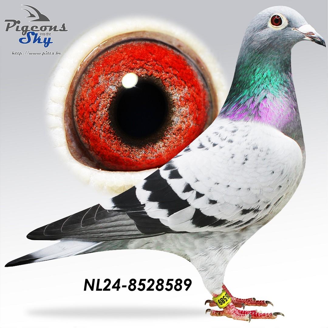 NL24-8528589