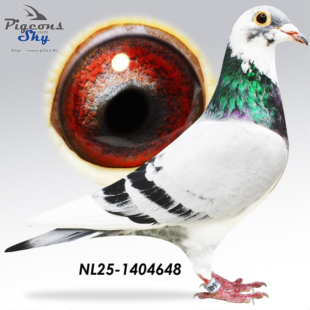 NL25-1404648