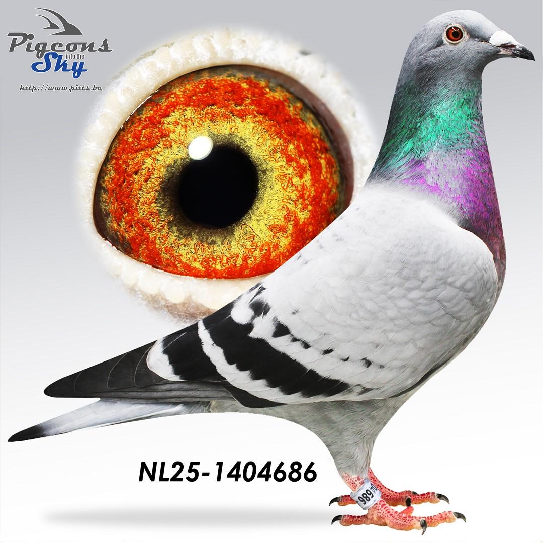 NL25-1404686