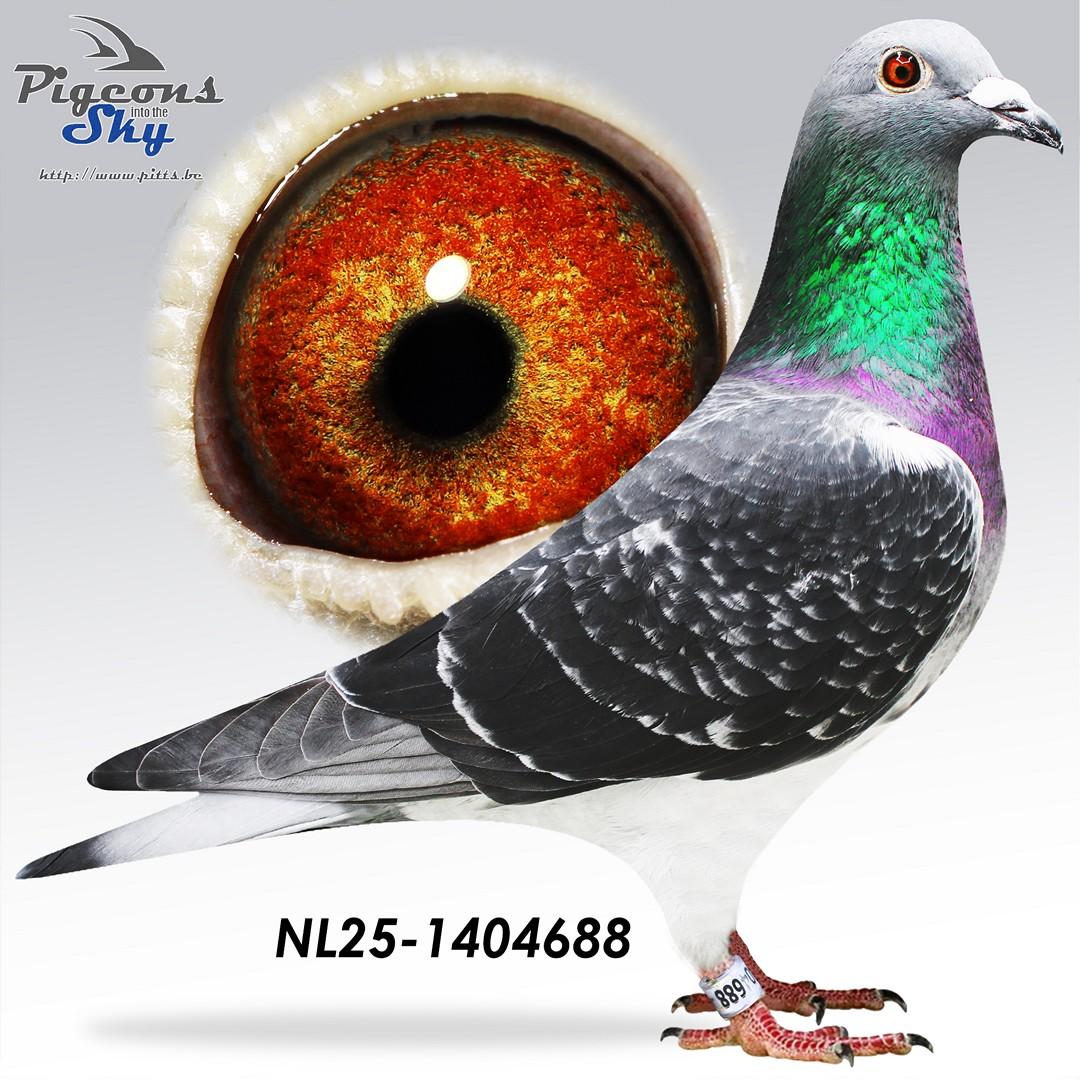 NL25-1404688