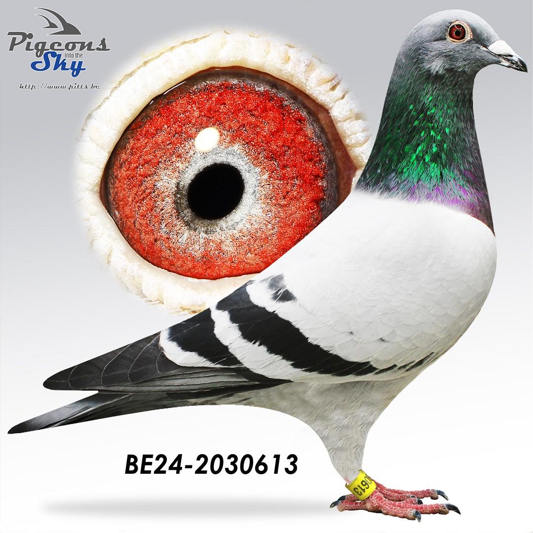 BE24-2030613