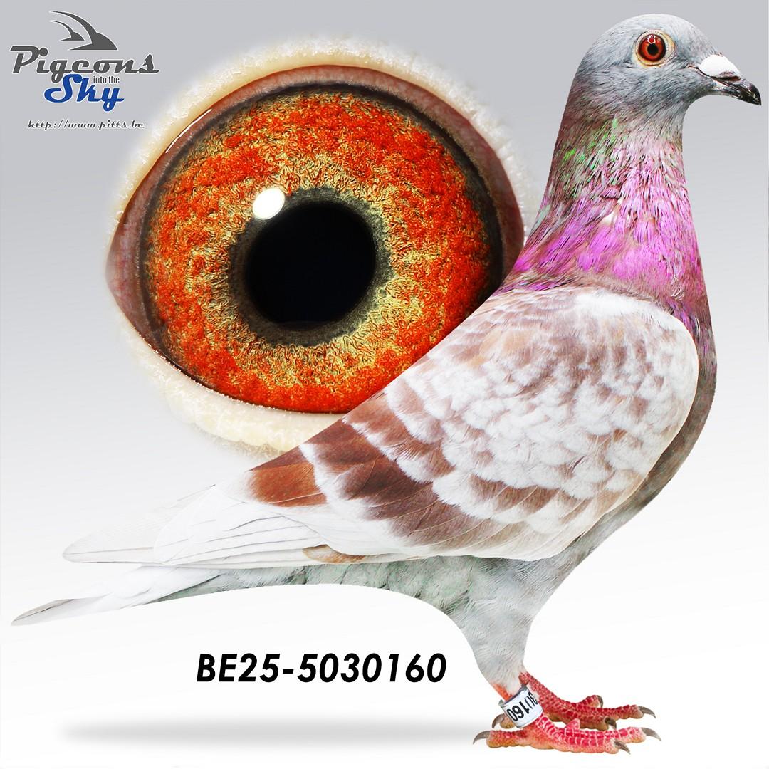 BE25-5030160