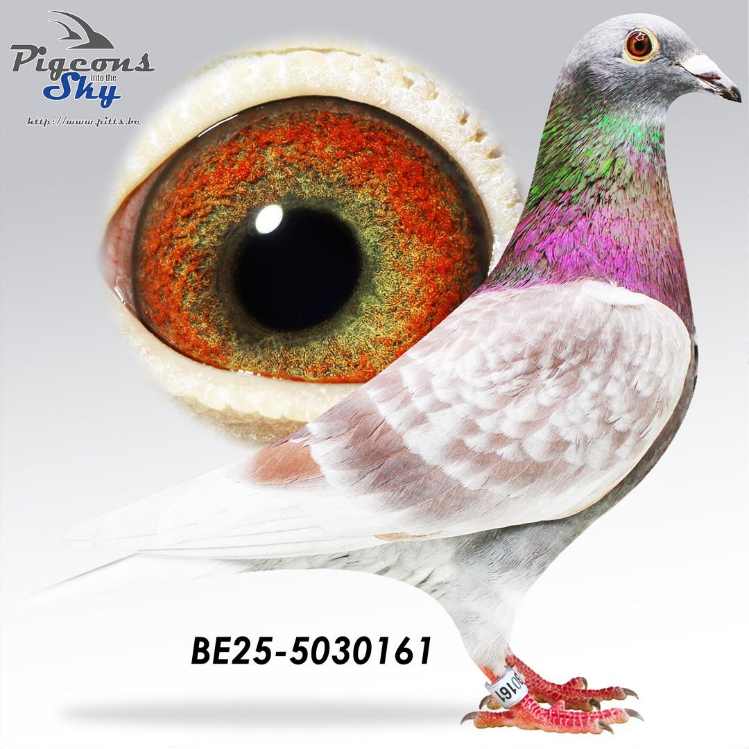BE25-5030161