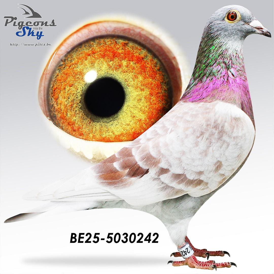 BE25-5030242