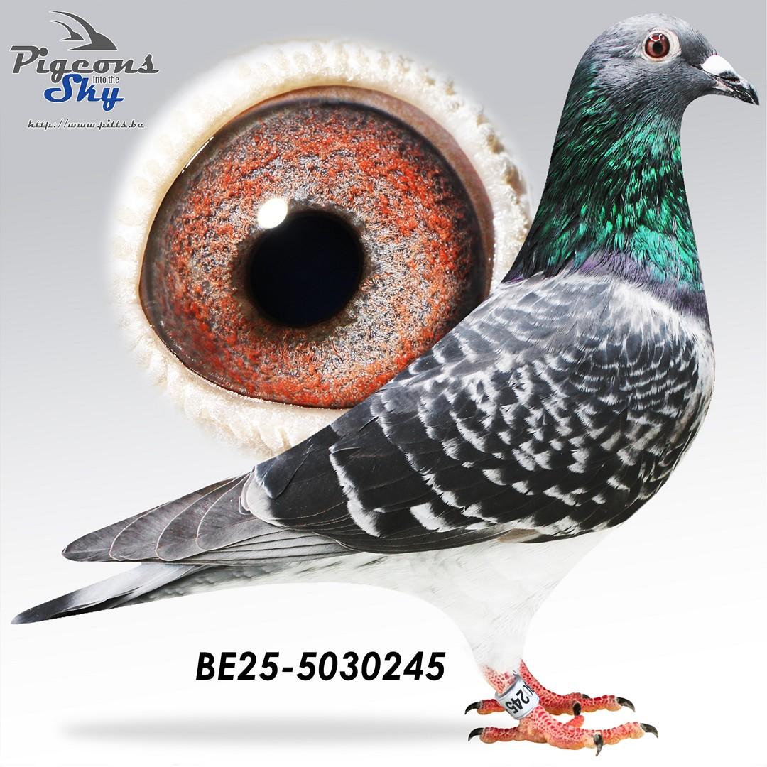 BE25-5030245