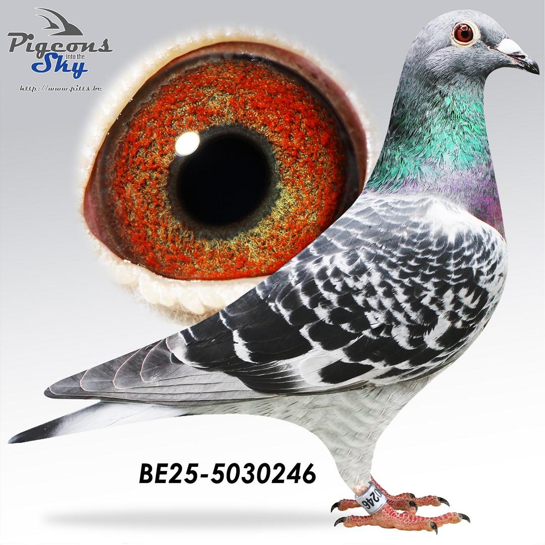 BE25-5030246
