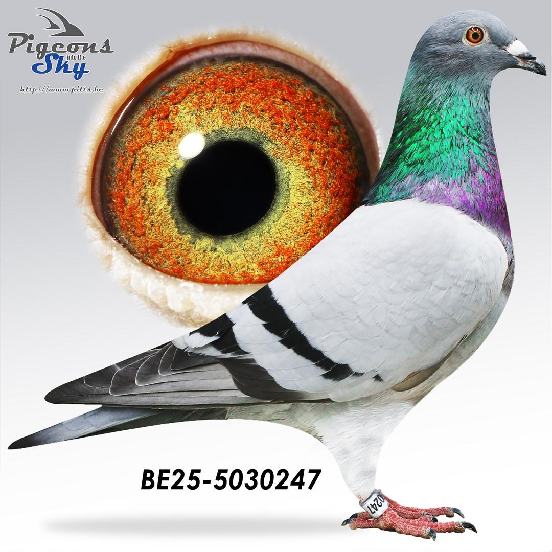 BE25-5030247
