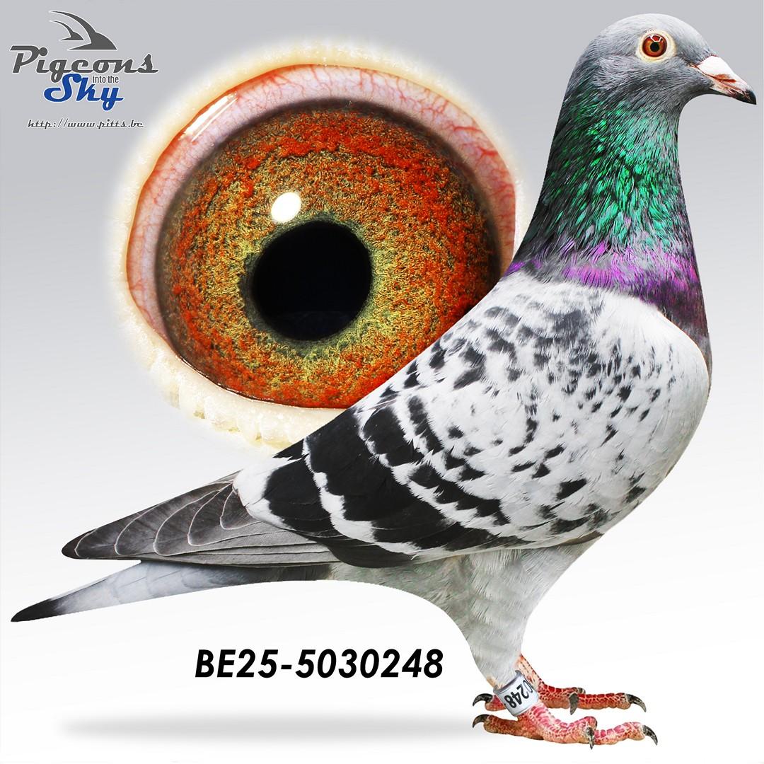 BE25-5030248
