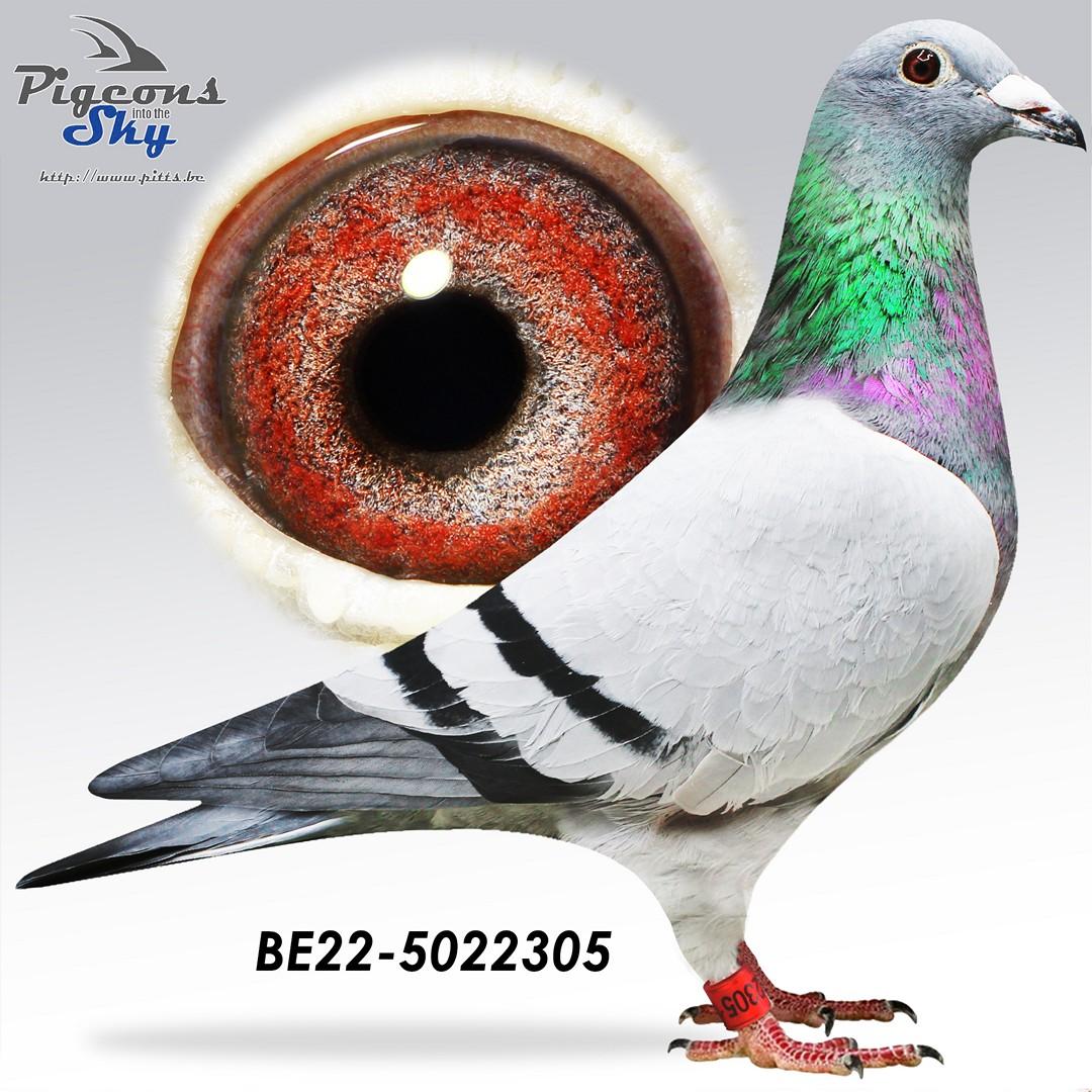BE22-5022305