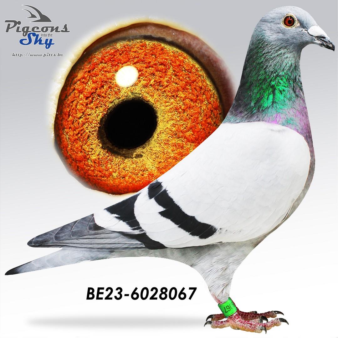BE23-6028067
